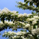 소리나무(주) 이미지