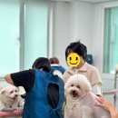 애견미용 이미지