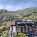 송이 초심정 이미지