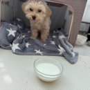 홈즈펫타운 이미지