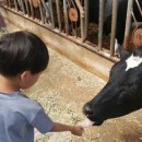 신안초등학교 병설유치원 이미지