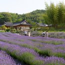 공주무릉농원 | 6월에만 볼 수 있는 국내 여행지 풍경 BEST 7｜초여름이라 더 아름다운 곳