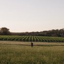 비노(VINO)