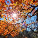 지리산 단풍비 이미지