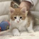 울산고양이분양 도레미캣 이미지