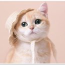 증명가족사진관레드셔터천안