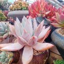 해림농장 이미지