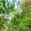 청단풍 6~8점 700주 판매합니다. 이미지