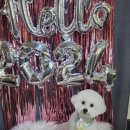 주견야DOG 이미지