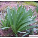 노을과포도향기 이미지