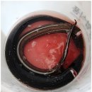 광안4-301 | 고소한 바다장어로 원기보충하고 싶을땐 민락동맛집 다온장어