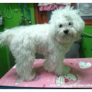 애니펫살롱 이미지