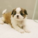 살랑살랑 이미지