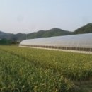 효정농장 이미지