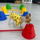 플레이독(애견유치원&호텔) 이미지