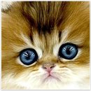 천안고양이분양 베스트캣 제나캣 천안점 | 천안 베스트캣 제나캣: 두정동 고양이 분양의 최적 장소에요!