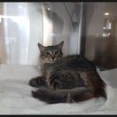 행담 동물병원 이미지