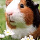 애니멀프렌즈 이미지