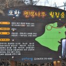 편백나무아래 이미지