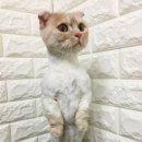 장화신은 고양이 & 강아지 미용 이미지