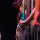 더나은펫샵 이미지