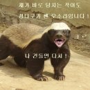 오소리순대 이미지