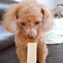 밤시(BAMSI) 이미지