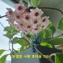 호야