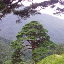 지리산 천년송 네이버블로그