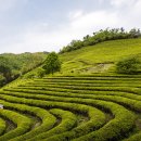 녹차농원 이미지