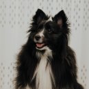 레오까까 이미지