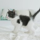 My Love Cat(마이러브캣) 이미지