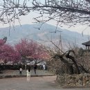 대숲향기 | 광양 매화마을 매화향기 흩날리고...