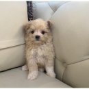 강아지와고양이 이미지