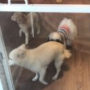 서촌도그살롱 이미지