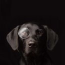 해피독(happy dog) 이미지