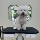 아워퍼피 이미지