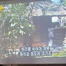 상록다실