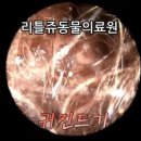 리틀쥬동물의료원 이미지