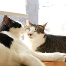 고돌이네 이미지