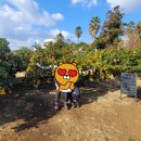 으뜸농장 | 제주투어패스 뽕 뽑기! 겨울 제주도 가볼만한 곳 '곱은달 감귤농장' 체험 후기 및 이용 꿀팁