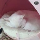 유림동물병원 이미지