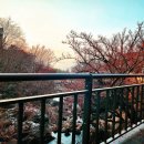 산수유꽃길로 이미지