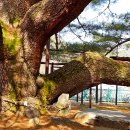 예천군감천면천향보건진료소 | 경북매일신문 특집 22.예천 천향리 천연기념물 석송령 노거수 -1