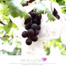 대가포도농원 이미지