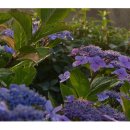 아침이슬 이미지