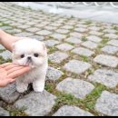 광주강아지분양 펫블리 애견 샵 이미지