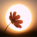 안녕하신지 이미지