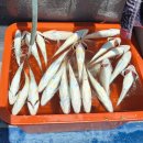 돔낚시가좋아 | 충남 대천 백조기낚시 후기 바다낚시 입문자 추천