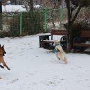 두리멍쉴 애견유치원 이미지